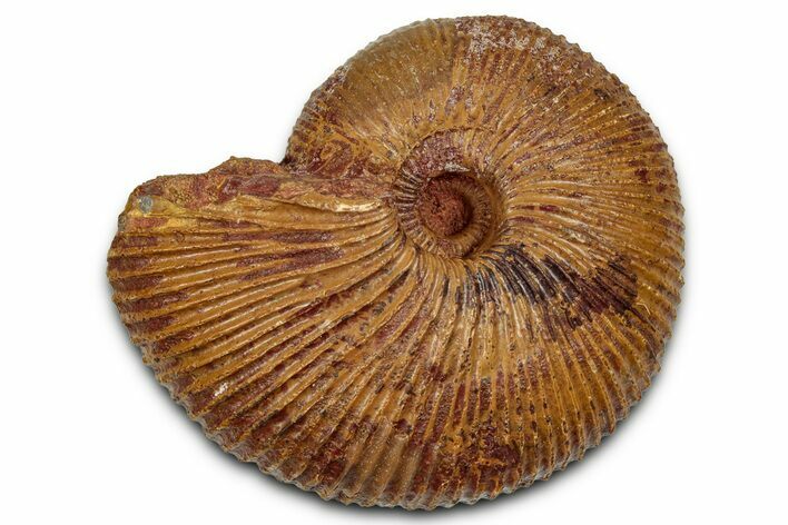 Jurassic Ammonite (Macrocephalites) Fossil - Sengenthal, Germany #357381